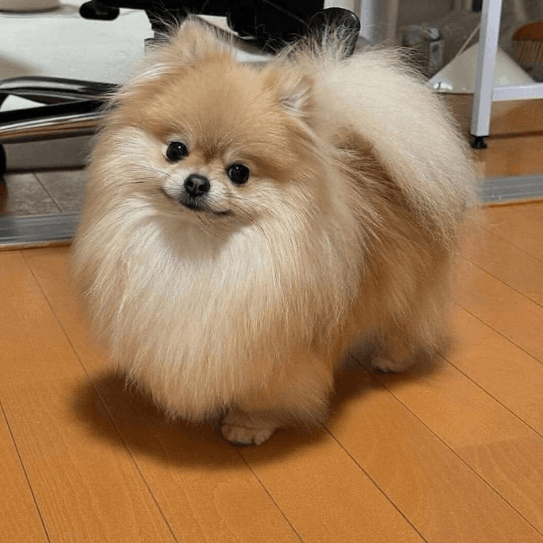 Pomerania Cara de Muñeca en Colombia