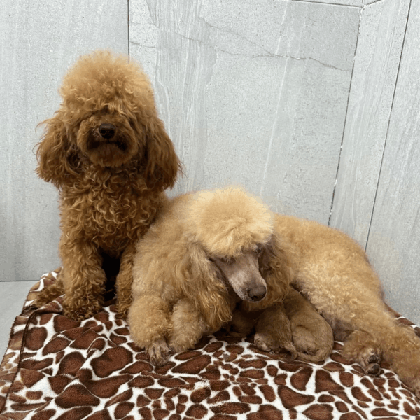 Caniche o Poodle Mediano