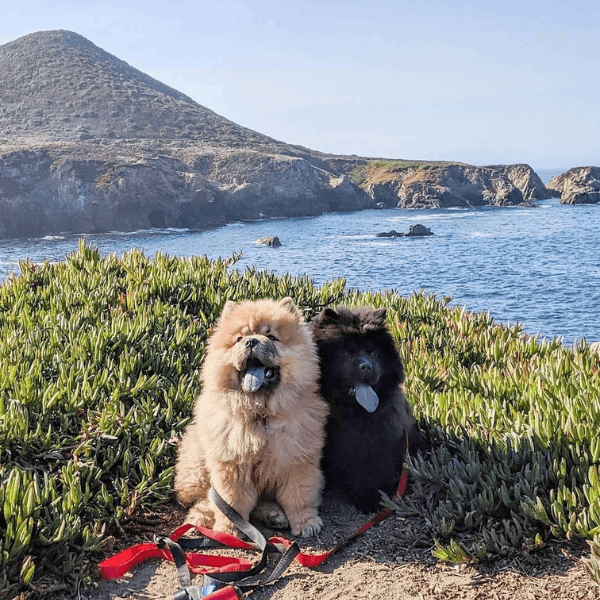 Chow Chow en Medellín