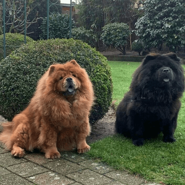 Chow Chow en Bogotá