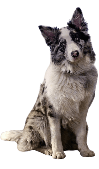 Border Collie Blue Merle - Dinastía del Cachorro