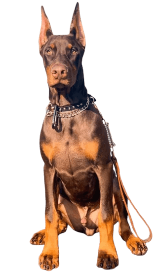 Dóberman Rojo Fuego