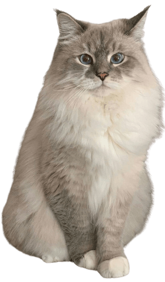 Gato Angora en Colombia