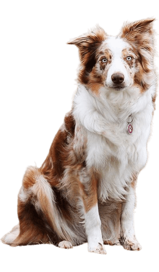 Border Collie Red Merle - Dinastía del Cachorro