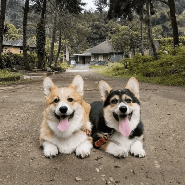 Corgi Galés de Pembroke Bogotá