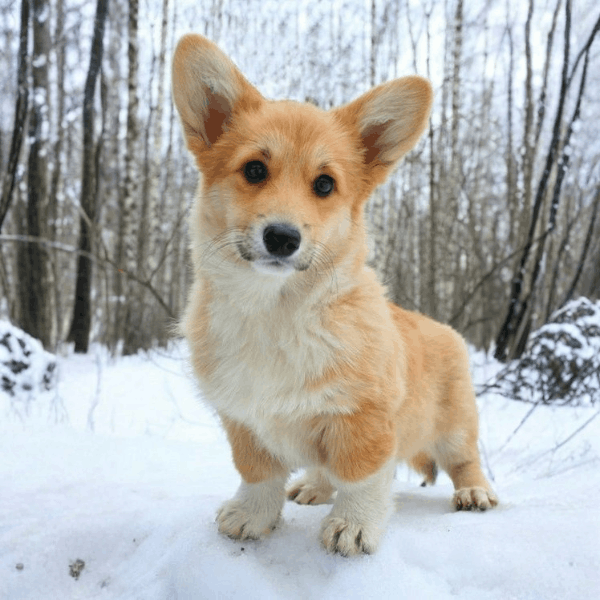 Corgi Galés de Pembroke Bogotá