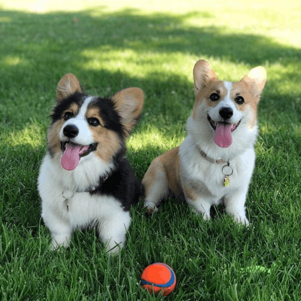 Corgi Galés de Pembroke Colombia