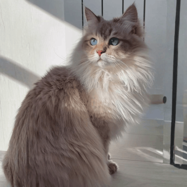 Gato Angora en Colombia