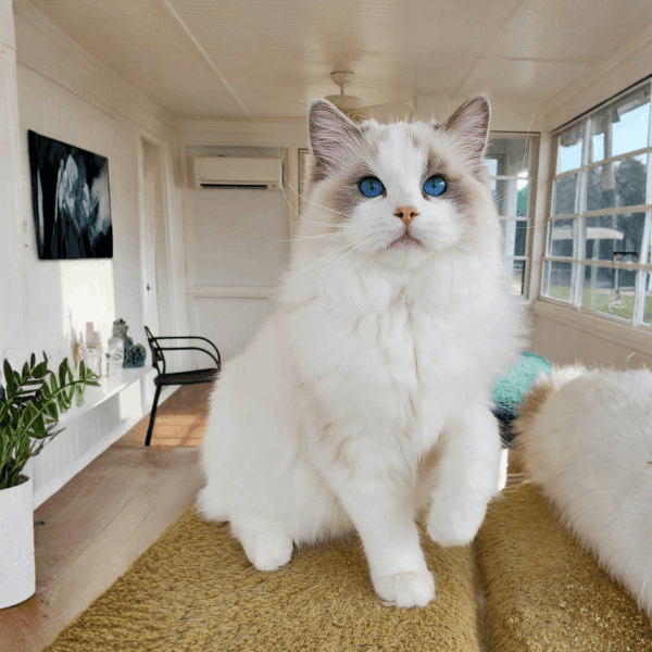 Gato Ragdoll Medellín
