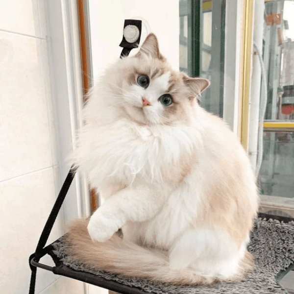 Gato Ragdoll en Colombia