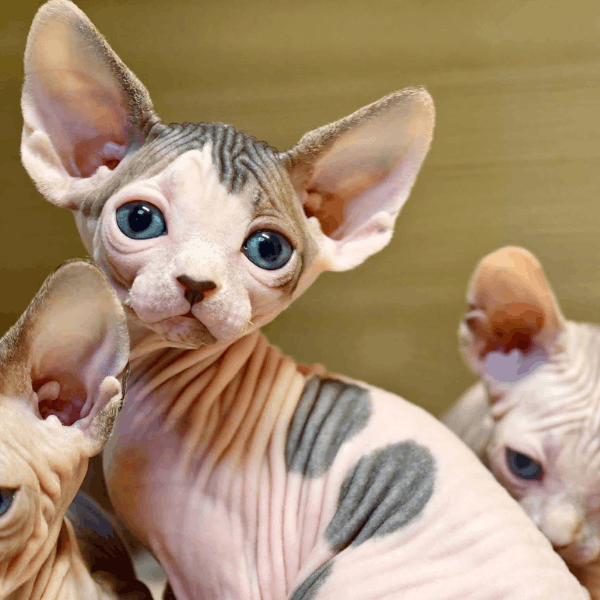 Características físicas del gato Sphynx esfinge sin pelo en Colombia