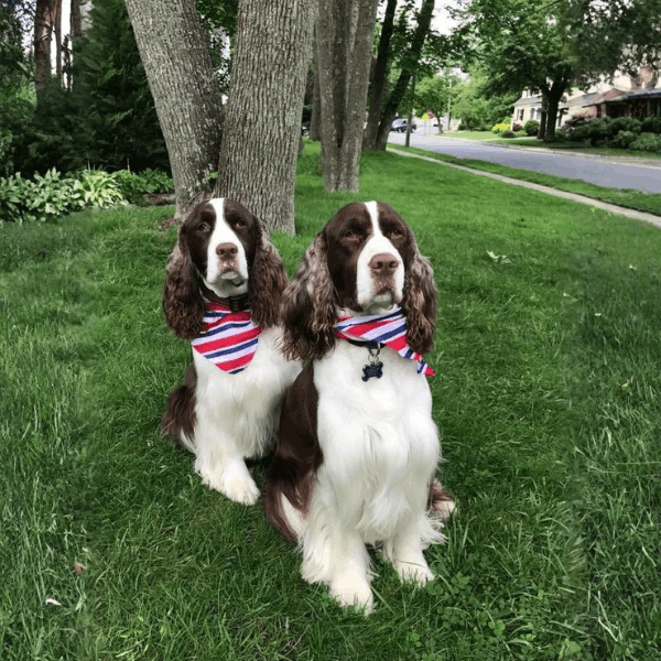 Springer Spaniel Inglés Medellín