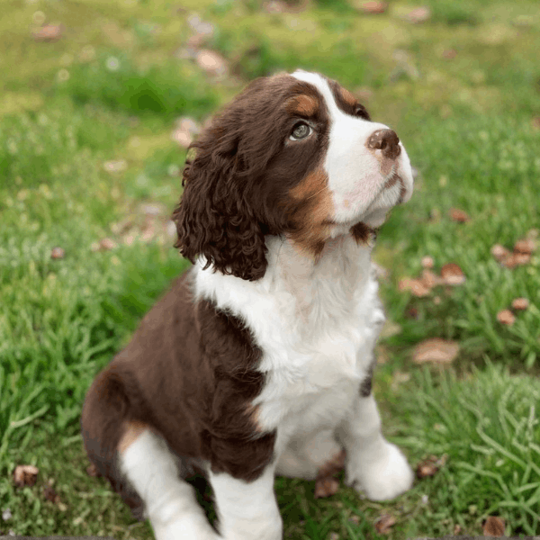 Springer Spaniel Inglés Medellín