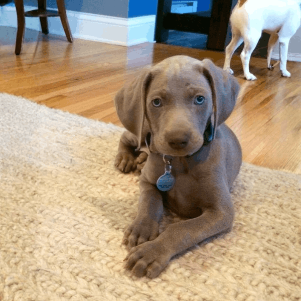 Weimaraner Bogotá