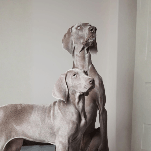 Weimaraner Bogotá