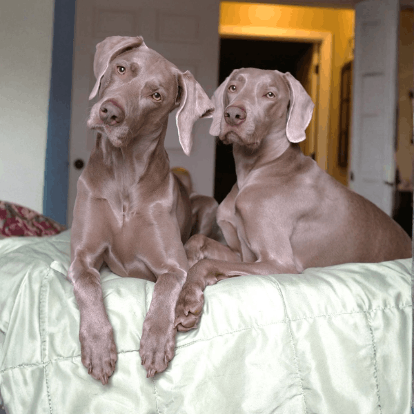 Weimaraner Medellín