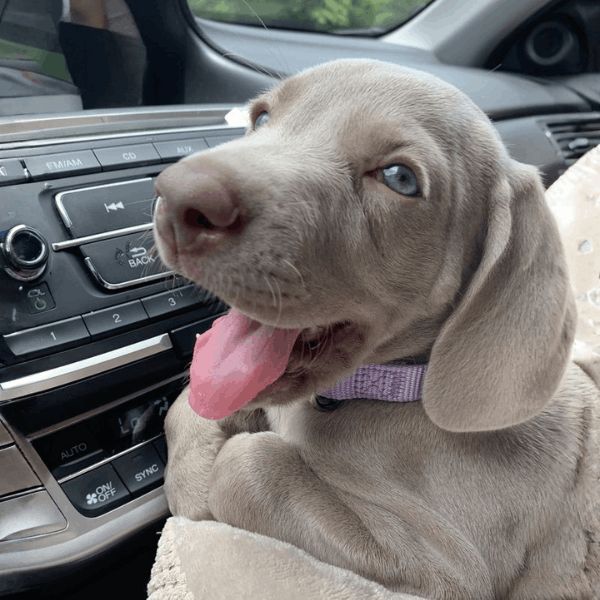 Weimaraner Medellín