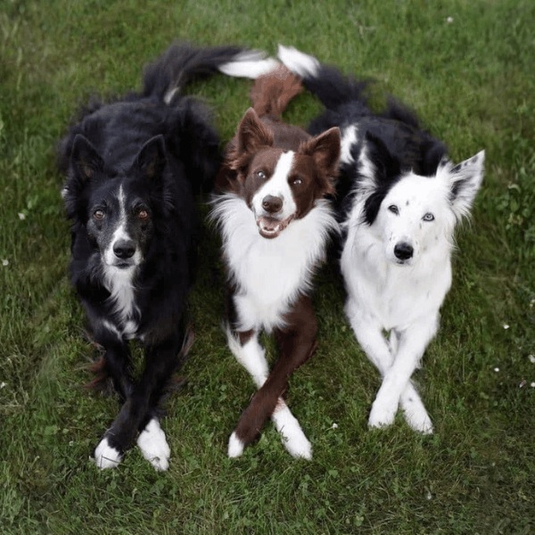 Border Collie en Cali