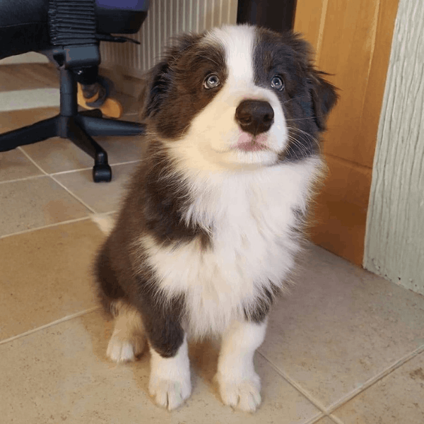 Border Collie en Cali