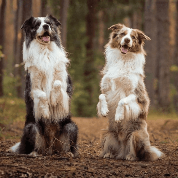 Border Collie Colombia