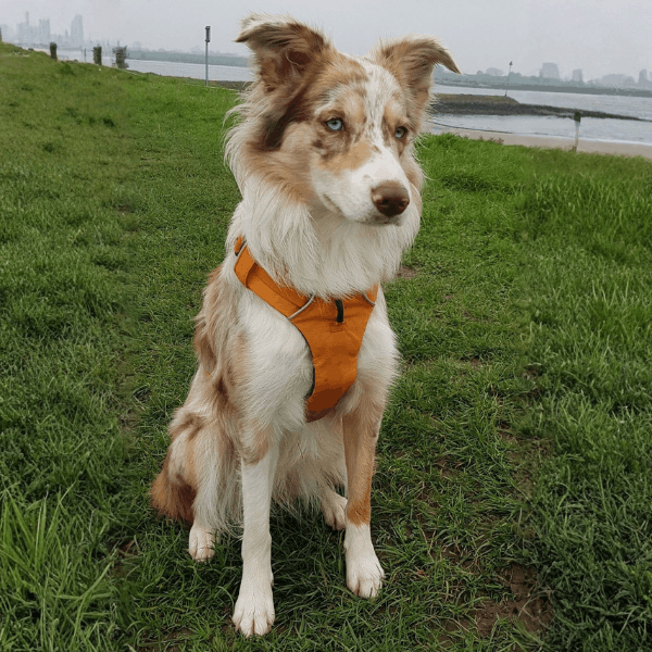 Border Collie Colombia