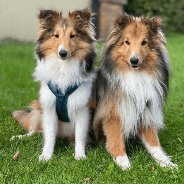 Pastor Shetland Colombia