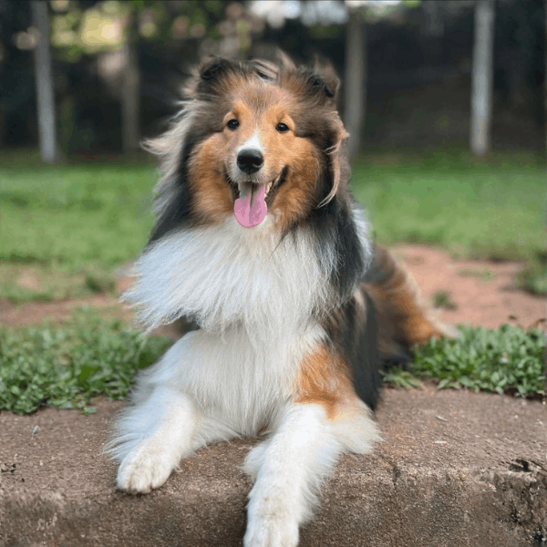 Pastor Shetland Colombia