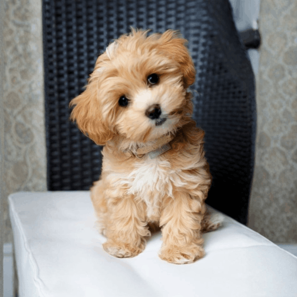 Maltipoo