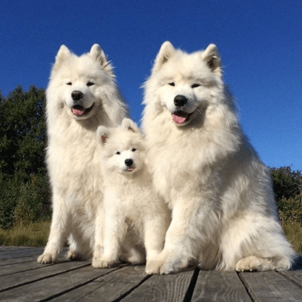 Samoyedo Bogotá