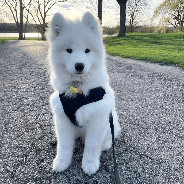 Samoyedo Bogotá