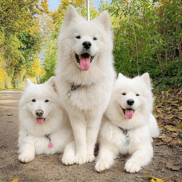 Samoyedo Colombia