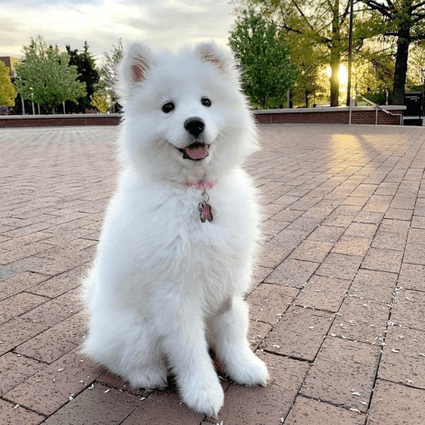 Samoyedo Colombia