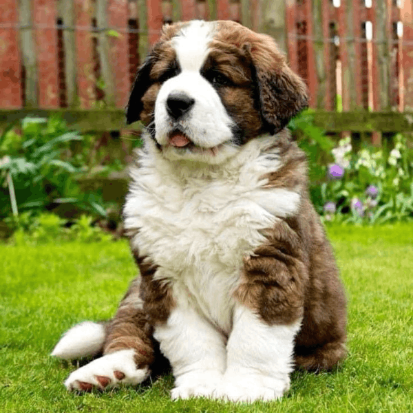 San Bernardo en Medellín