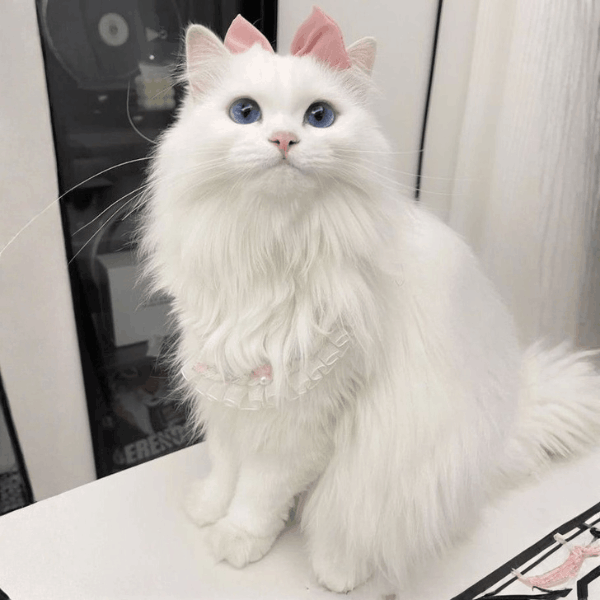 Gato Angora en Colombia