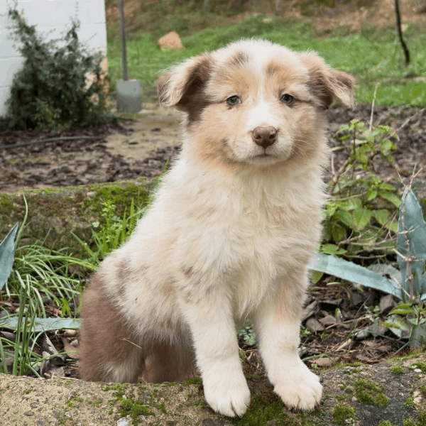 Border Collie Red Merle