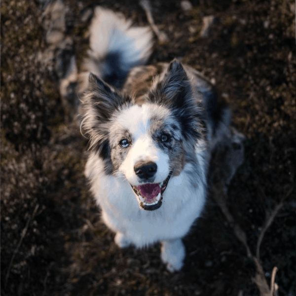 Border Collie Blue Merle