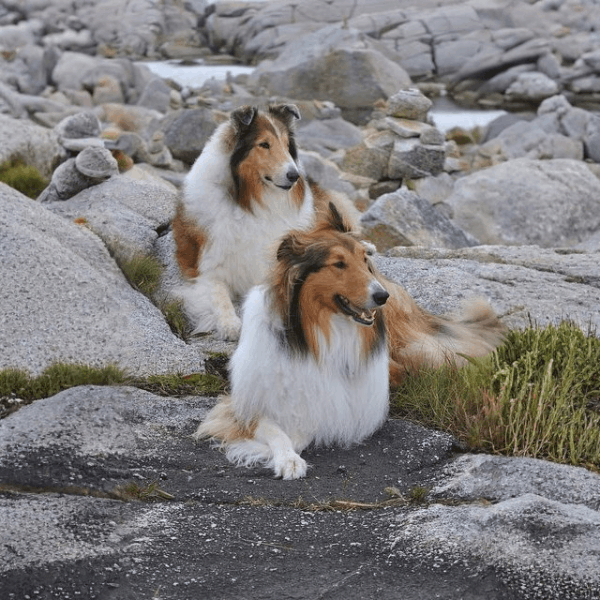 Pastor Collie Bogotá