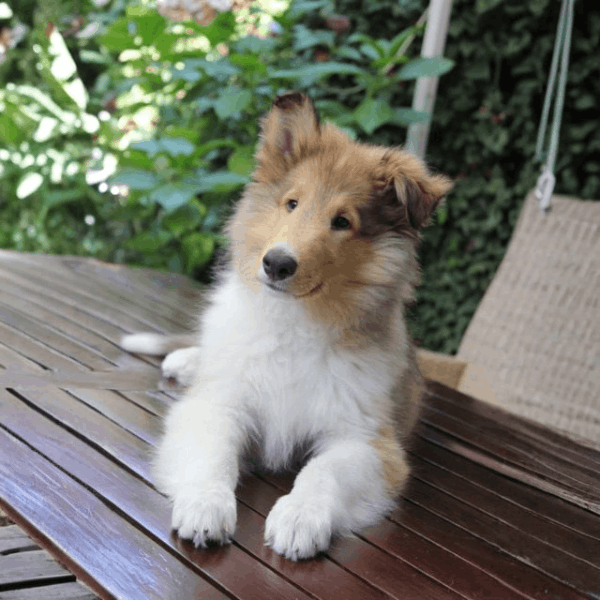 Pastor Collie Bogotá