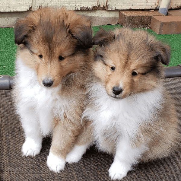 Pastor Collie Medellín