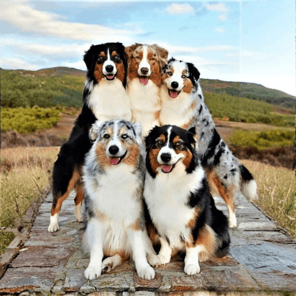 Pastor Ovejero Australiano Colombia