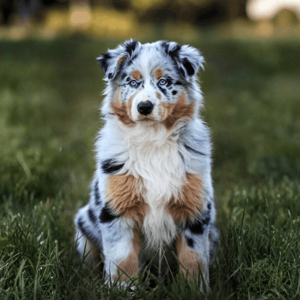 Pastor Ovejero Australiano Colombia