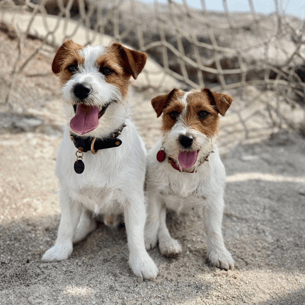 Jack Russell Terrier Bogotá