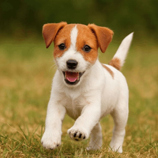 Jack Russell Terrier Bogotá