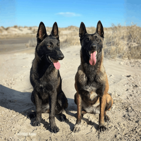 Pastor Belga Malinois Bogotá