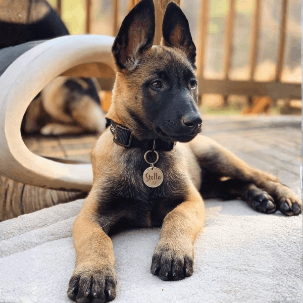 Pastor Belga Malinois Bogotá