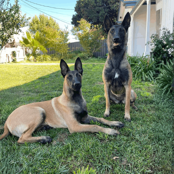Pastor Belga Malinois Colombia