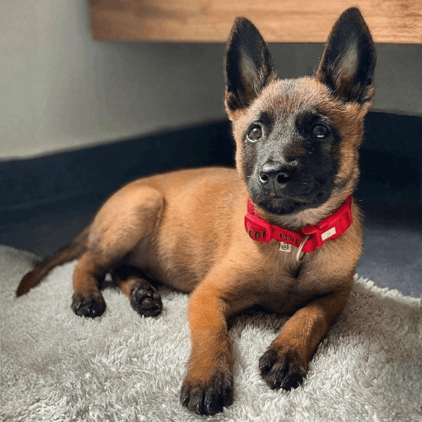 Pastor Belga Malinois Colombia