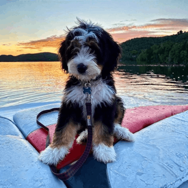 Bernedoodle Colombia