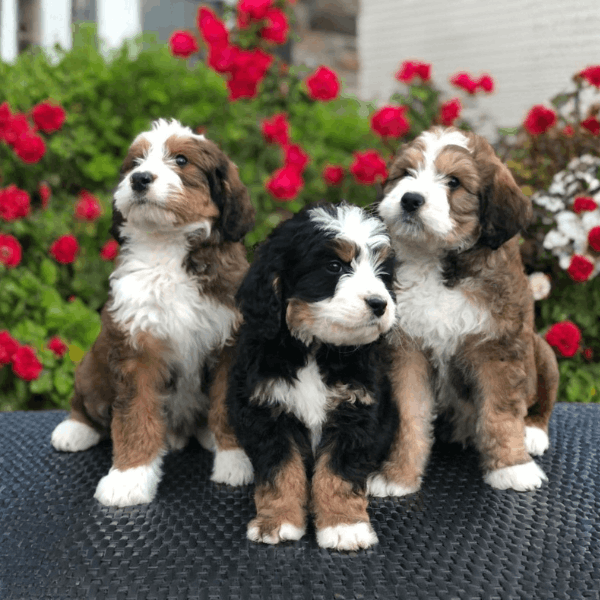 Bernedoodle Colombia
