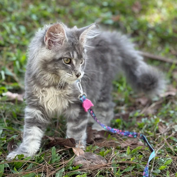 Gatos Maine Coon Colombia 4 meses Bastet